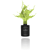 Gelpolish 18 Summer Spring | ANOLE